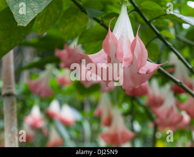 Angel Trumpet Blumen blühen entlang eines Flusses in Costa Rica. Datura Arborea auch als Königin der Nacht ist giftig. Stockfoto