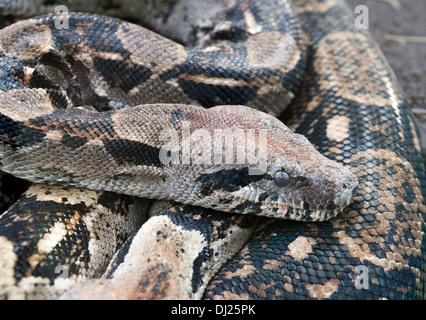 Die Boa Constrictor ist eine Art von großen, schweren Körper Schlange. Es ist ein Mitglied der Familie Würgeschlangen. Stockfoto