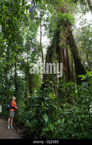 Eine Frau, ein Spaziergang durch die Monteverde Nebelwald Reservat in Costa Rica. Stockfoto