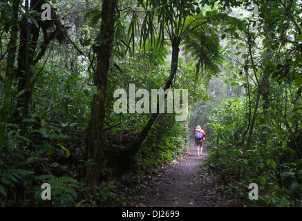 Eine Frau, ein Spaziergang durch die Monteverde Nebelwald Reservat in Costa Rica. Stockfoto