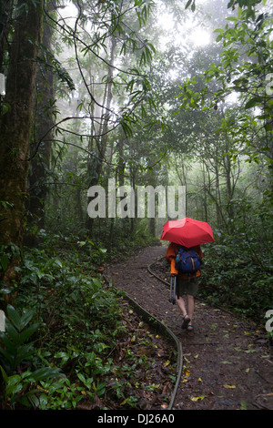 Eine Frau, ein Spaziergang durch die Monteverde Nebelwald Reservat in Costa Rica. Stockfoto