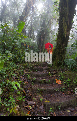 Eine Frau, ein Spaziergang durch die Monteverde Nebelwald Reservat in Costa Rica. Stockfoto