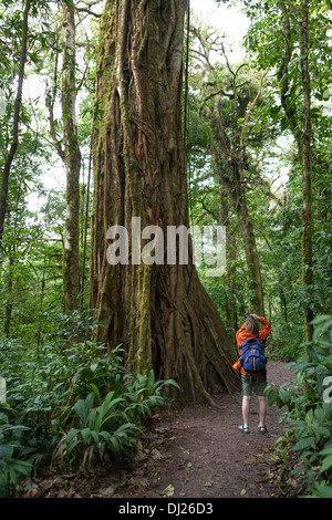 Eine Frau, ein Spaziergang durch die Monteverde Nebelwald Reservat in Costa Rica. Stockfoto