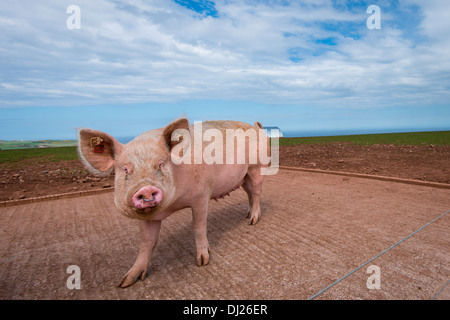 Schwein mit Nasenring Stockfoto