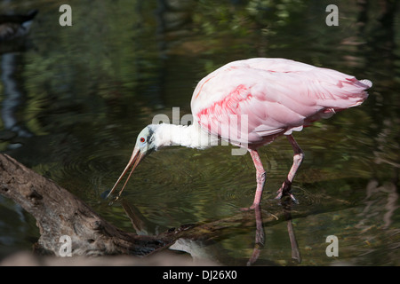 Eine rosige Löffler waten im seichten Wasser auf der Suche nach Nahrung. Stockfoto