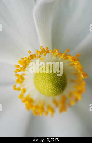 Japanische Anenome Stockfoto