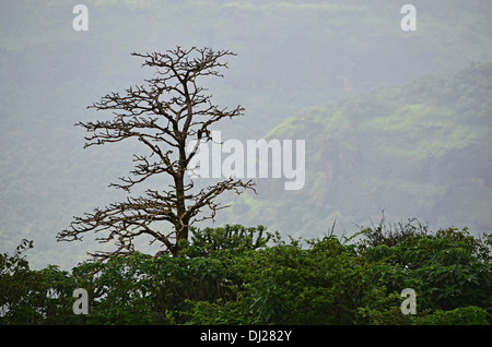 Einen nebligen Nachmittag in Lonavala, Maharashtra, Indien. Stockfoto