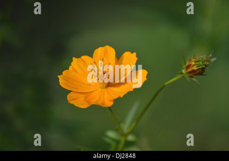 Cosmos Sulphureus "Polidor", Maharashtra, Indien. Stockfoto