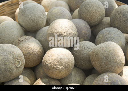 Holz-Apfel, Limonia Acidissima, Pune, Maharashtra, Indien Stockfoto