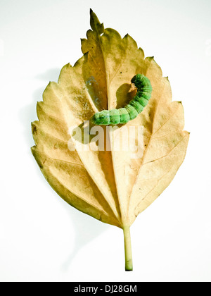 Raupe auf gelbes Blatt rot Hibiscus Rosa-sinensis Stockfoto