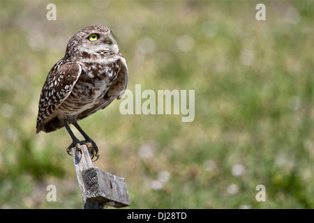 Kanincheneule, Athene Cunicularia, Stockfoto