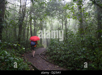 Eine Frau, ein Spaziergang durch die Monteverde Nebelwald Reservat in Costa Rica. Stockfoto