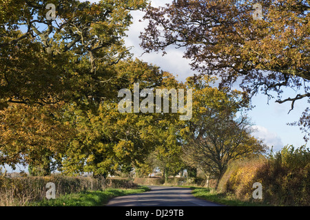 Eiche Bäume säumen einen englischen Country Lane im Herbst. Stockfoto