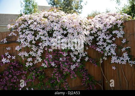 Clematis Montana wächst über einen Zaun in einem englischen Garten Stockfoto