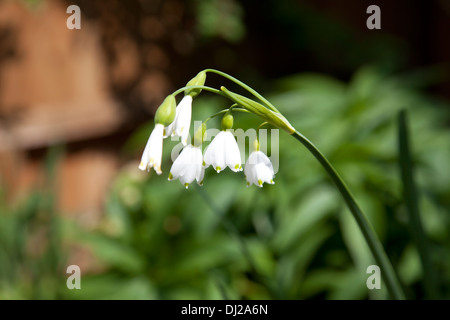 Schneeglöckchen (Galanthus) in einem englischen Garten Stockfoto