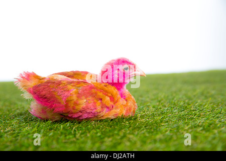 Huhn Küken Huhn Rosa auf Rasen Rasen und weißem Hintergrund gemalt Stockfoto