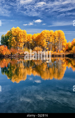 Reflektierende Baumgruppe Herbst gold aspen entlang Mittel-ist Oregon Deschutes River und des Deschutes National Forest. Stockfoto