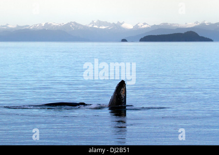 Buckelwale, die Fütterung im Inneren passage, Alaska Stockfoto