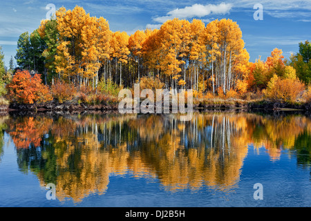 Reflektierende Baumgruppe Herbst gold aspen entlang Mittel-ist Oregon Deschutes River und des Deschutes National Forest. Stockfoto