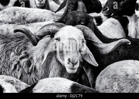 Herding, domestizierten Ziegen in der ländlichen indische Gegend, Andhra Pradesh, Indien. Monochrom Stockfoto