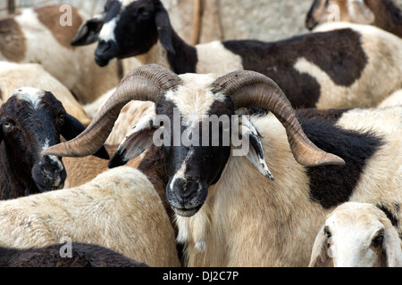 Herding domestizierten Ziegen in der ländlichen indische Gegend, Andhra Pradesh, Indien Stockfoto