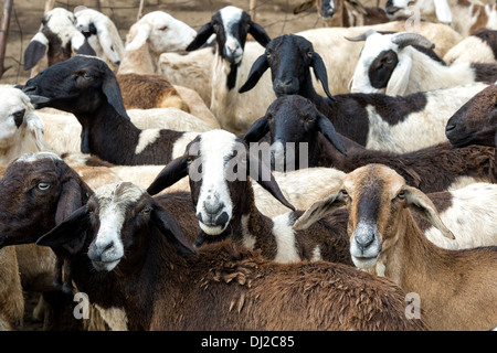 Herding domestizierten Ziegen in der ländlichen indische Gegend, Andhra Pradesh, Indien Stockfoto