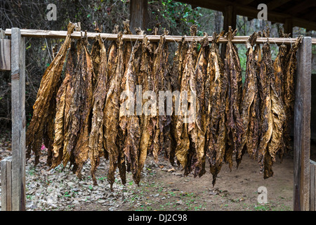 Tabakblätter hängen zum Trocknen an der Duke Homestead und Tabakmuseum, Durham, North Carolina, USA Stockfoto