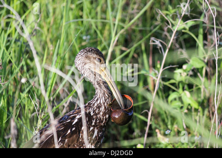 Limpkin (Aramus Guarauna) Essen eine Apfelschnecke Stockfoto