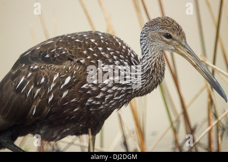 Nahaufnahme von einem Limpkin (Aramus Guarauna) Stockfoto