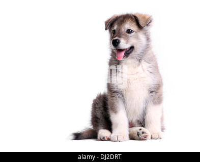 Alaskan Malamute Welpen gegen weiß Stockfoto