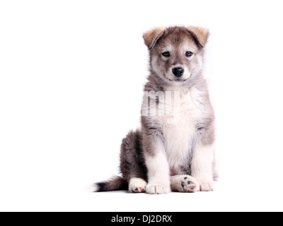 Alaskan Malamute Welpen gegen weiß Stockfoto