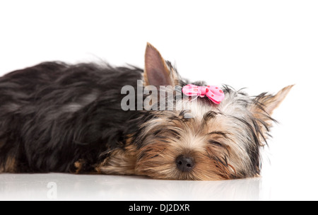 Süße Yorkshire-Terrier Welpe schlafend, isoliert auf weiß Stockfoto