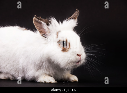 Weißes schickes Kaninchen auf schwarzem Hintergrund Stockfoto