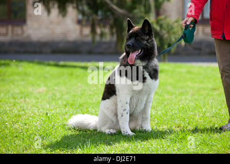 Young American Akita auf einem Spaziergang in einem park Stockfoto