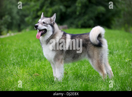 Junge Alaskan Malamute auf einem Spaziergang in einem park Stockfoto