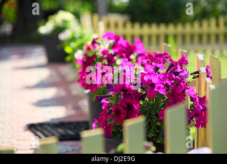 Petunien Blumen auf einem dekorativen Zaun in einem Vorgarten Stockfoto