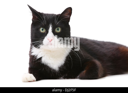 Schöne schwarze und weiße Katze auf weißem Hintergrund Stockfoto