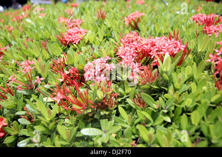 Die Bild rote Blumen der tropischen ist Ixora Blumen im Garten. Stockfoto