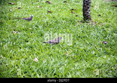 Bild entdeckte Schildkröte Taube zu Fuß auf dem grünen Rasen auf der Suche nach Nahrung im Garten. Stockfoto