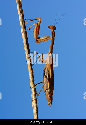 Gottesanbeterin auf trockenen Stamm Stockfoto