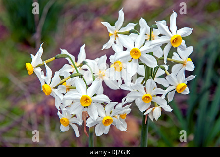 Narzissen, Osterglocken, weiße Blume Stockfoto