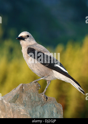 Clarks Nussknacker, Nucifraga Columbiana, In den kanadischen Rockies Stockfoto