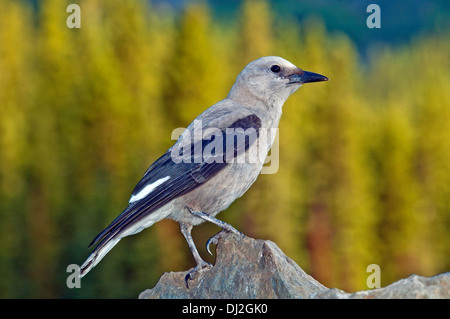 Clarks Nussknacker, Nucifraga columbiana Stockfoto