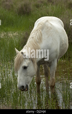 Camargue-Pferd auf Nahrungssuche in einem Feuchtgebiet Stockfoto