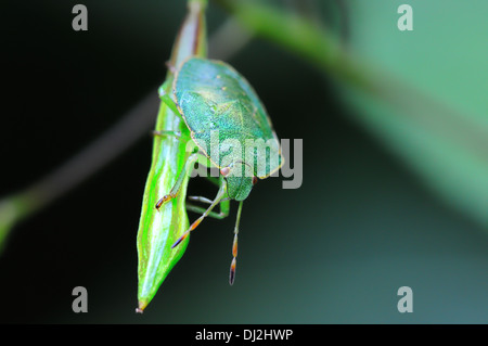 Grüne Stink Bug auf Frucht Kapsel Stockfoto