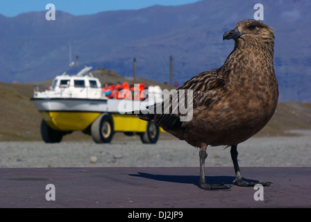 Arktisches Skua vor ein Touristenboot Stockfoto