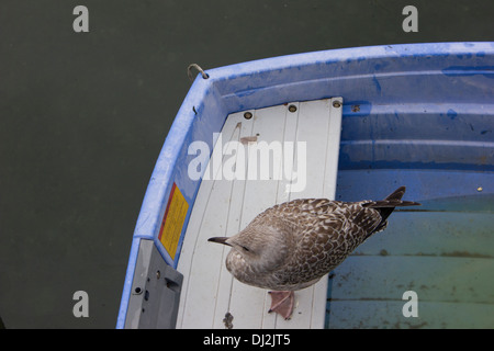 Polperro ist ein malerisches Dorf und Fischerhafen liegt an der Südost-Küste Cornwalls in South West England, UK. Stockfoto