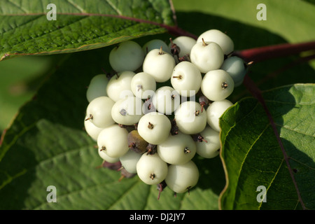 Sibirischer Hartriegel Stockfoto