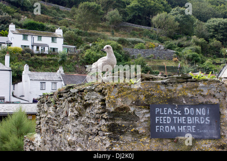 Möwe thront auf einer Wand in der Nähe von Polperro Hafen neben einem Schild besagt nicht, um die Vögel zu füttern. Stockfoto