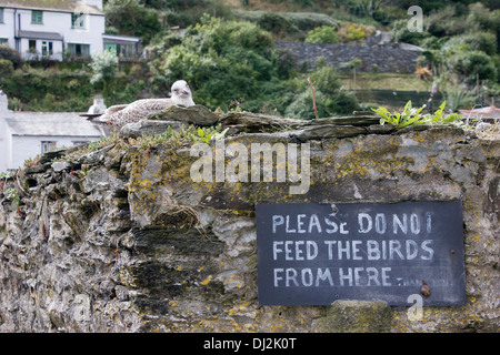 Möwe thront auf einer Wand in der Nähe von Polperro Hafen neben einem Schild besagt nicht, um die Vögel zu füttern. Stockfoto